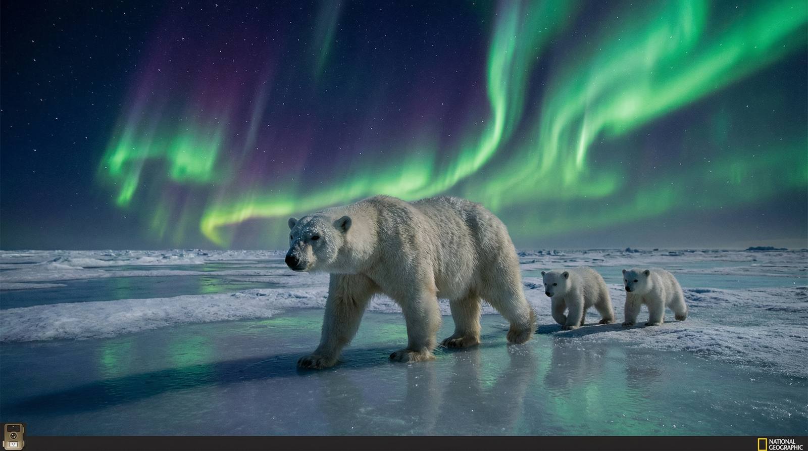 国产视频北极熊视频